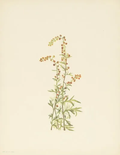 Rock Wormwood Artemisia Discolor 3