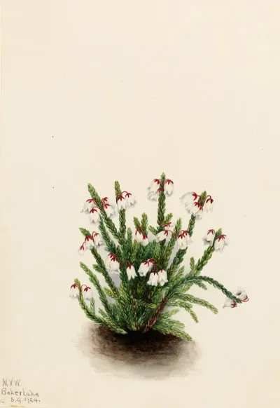 Rocky Mountain Cassiope Cassiope Mertensiana 2