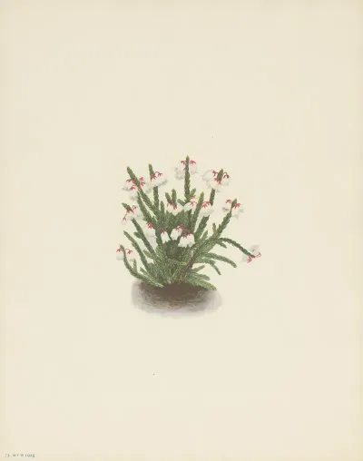 Rocky Mountain Cassiope Cassiope Mertensiana 3