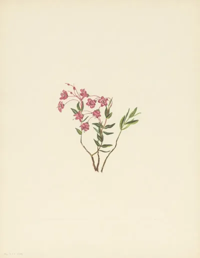 Rocky Mountain Kalmia Ixalmia Microphylla