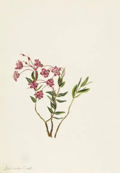Rocky Mountain Kalmia Kalmia Microphylla 2