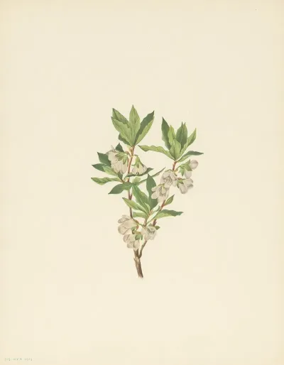 Rocky Mountain Rhododendron Rhododendron Albiflorum 3