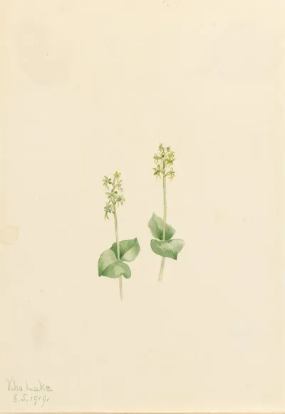Rocky Mountain Twayblade Ophrys Necrophylla