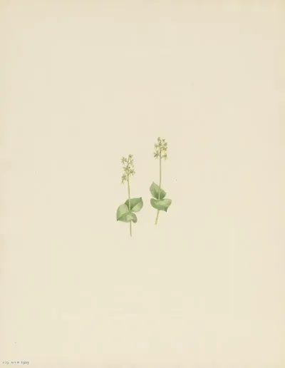 Rocky Mountain Twayblade Ophrys Nephrophylla 2
