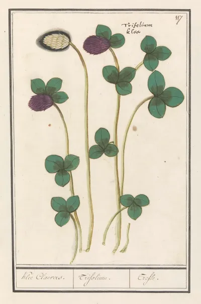 Rode Klaver Trifolium Pratense Klee Claevers Trifolium Trefle