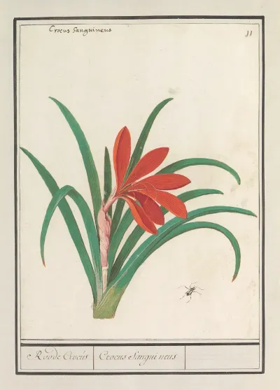 Rode Krokus Crocus Roode Crocus Crocus Sanguineus