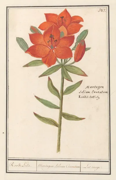 Rode Lelie Lilium Roode Lelie Martagon Lilium Cruentum Lis Rouge