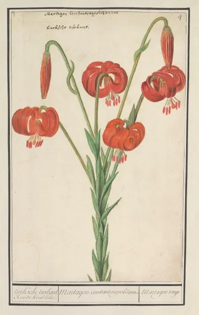 Rode Lelie Lilium Turksche Turbant Roode Krul Lelie Martagon Constantinopolitanum Martagon Rouge