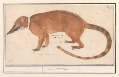 Rode Neusbeer Of Coatimundi Nasua Nasua Mus Indicus