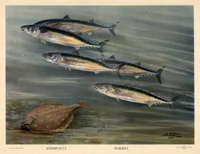 Rodspotta Makrill