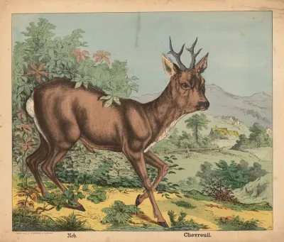 Roe Deer 2