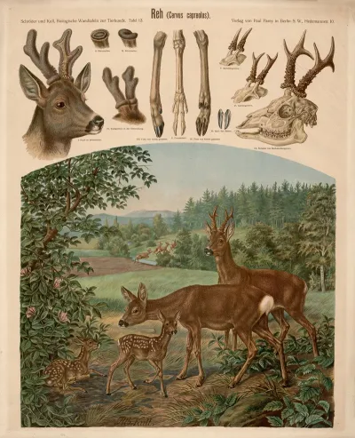 Roe Deer Cervus Capreolus