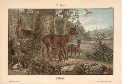 Roe Deer