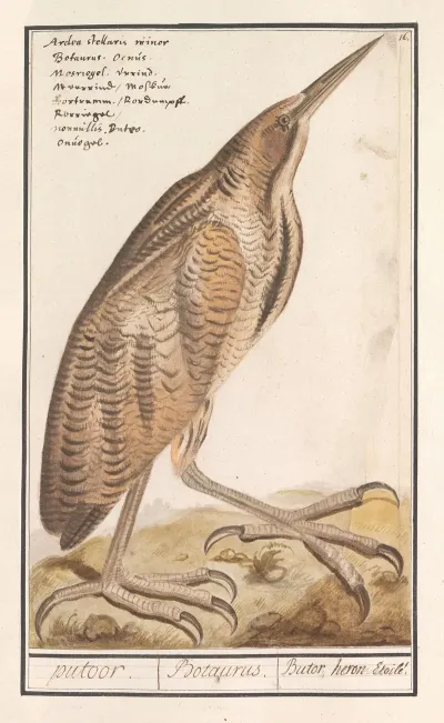 Roerdomp Botaurus Stellaris