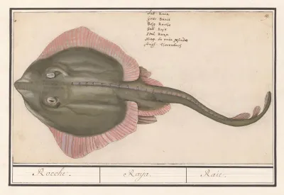 Rog Batoidea Of Rajomorphii Rocche Raya Raie