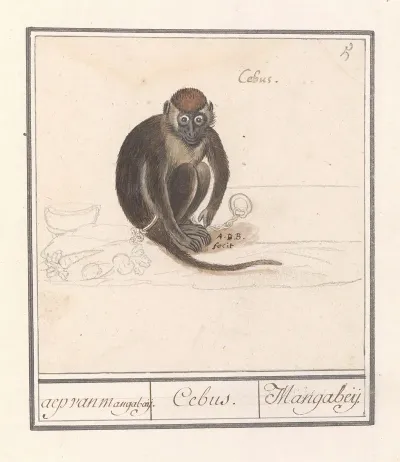 Roodkopmangabey Cercocebus Torquatus Aep Van Mangabaij Cebus Mangabeij