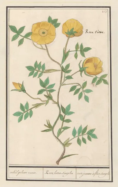Roos Rosa Enkel Geluwe Roose Rosa Lutea Simplex Rose Jeaune A Fleur Simple