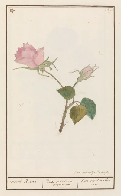 Roos Rosa Maend Roose Rosa Omnium Mensium Rose De Tous Les Mois
