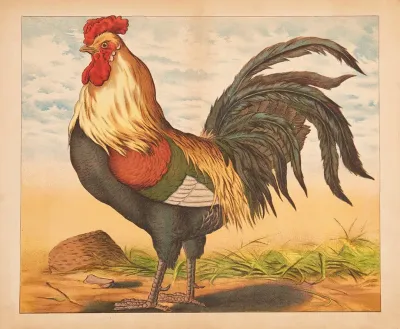 Rooster 9