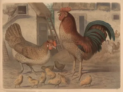 Rooster Hen And Chickens 3