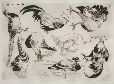 Roosters Ducks Etc