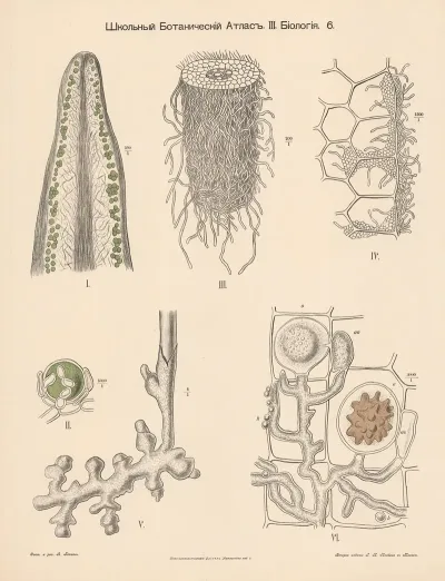 Roots 2
