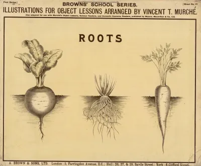 Roots