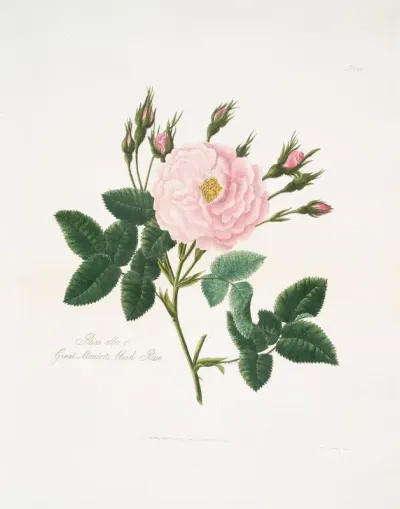 Rosa Alba Or Great Maidens Blush Rose