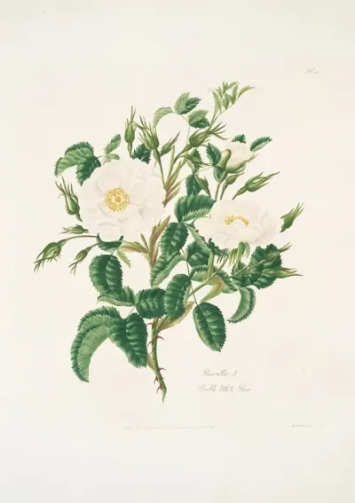 Rosa Alba3
