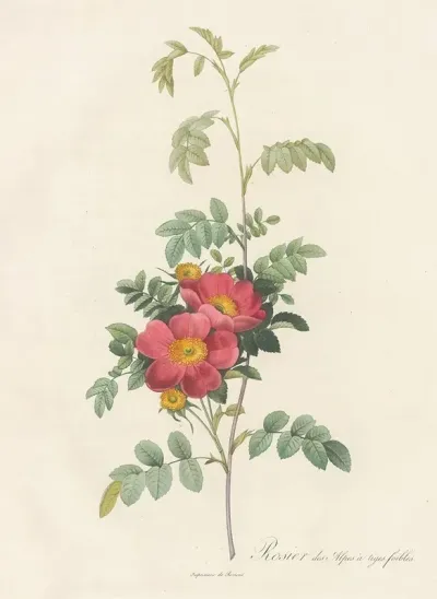 Rosa Alpina Debilis
