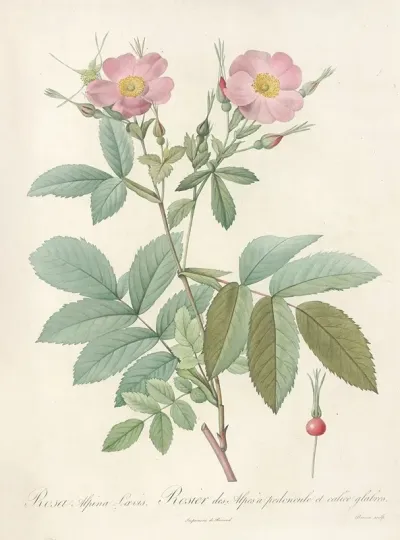 Rosa Alpina Laevis
