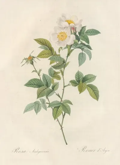 Rosa Andegavensis
