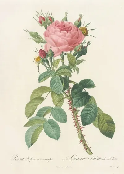 Rosa Bifera Macrocarpa