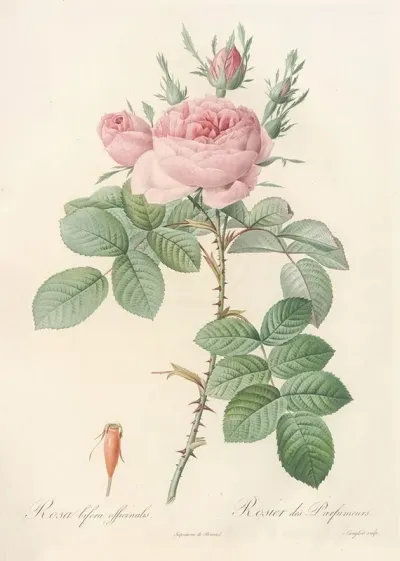 Rosa Bifera Officinalis