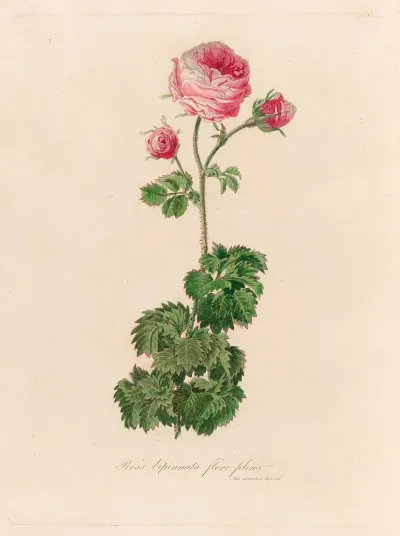 Rosa Bipinnata Flore Pleno