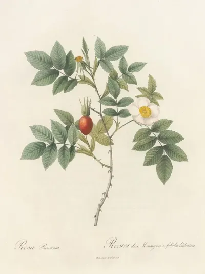 Rosa Biserrata