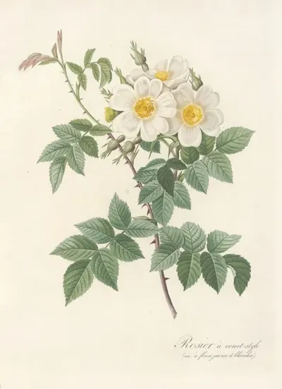 Rosa Brevistyla Leucochroa