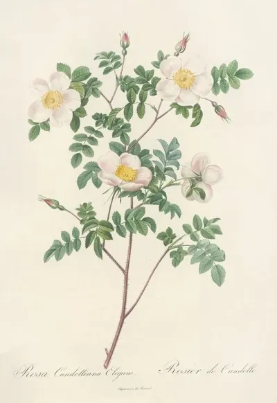 Rosa Candolleana Elegans