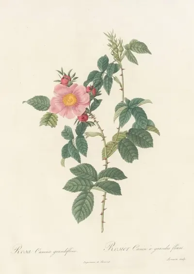 Rosa Canina Grandiflora