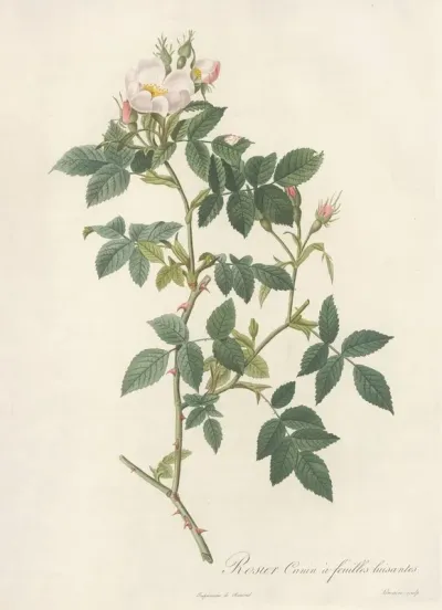 Rosa Canina Nitens