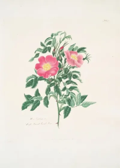 Rosa Carolina2