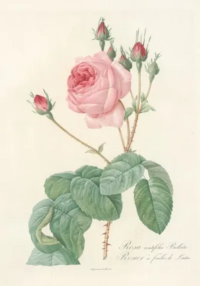Rosa Centifolia Bullata