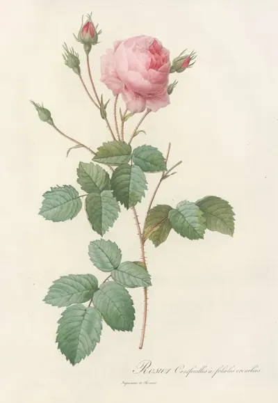 Rosa Centifolia Crenata