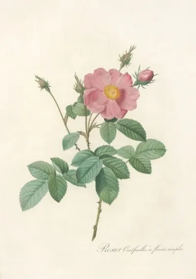 Rosa Centifolia Simplex
