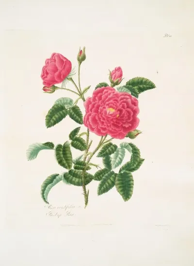 Rosa Centifolia2