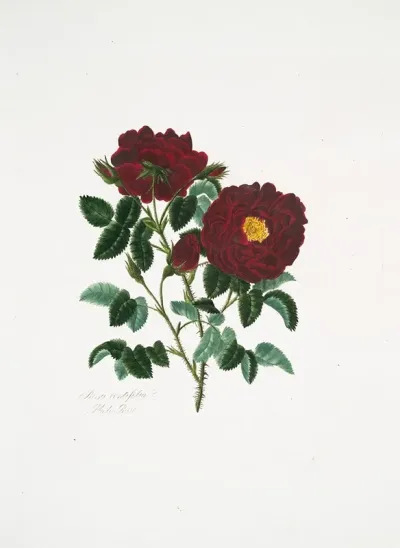 Rosa Centifolia4