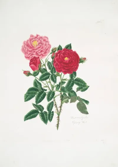 Rosa Centifolia6