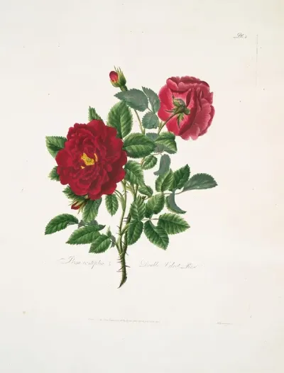 Rosa Centifolia