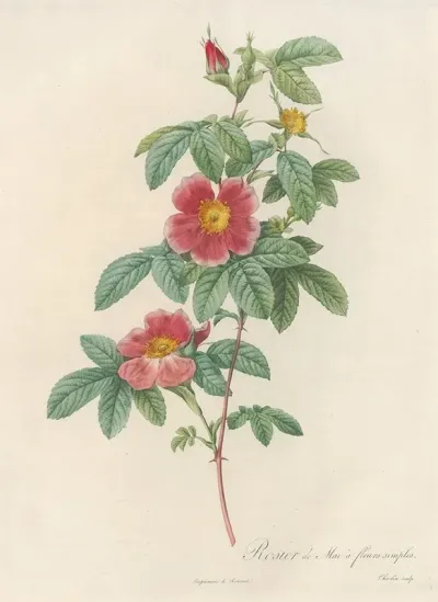 Rosa Cinnamomea Flore Simplici