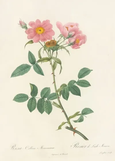 Rosa Collina Monsoniana